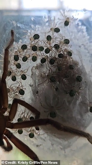 The spiders emerge from the egg sac