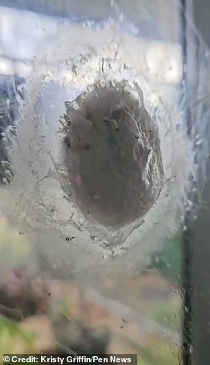 You can see the egg sac bubbling on the inside of Kristy's window as the spiders begin to hatch