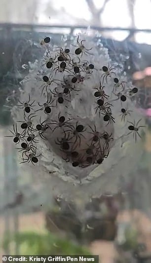 Dozens of them then pop up in scenes likely to cause nightmares for arachnophobes