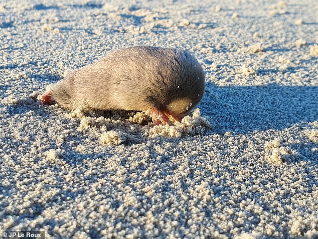 This particular species was threatened by diamond and mineral mining activities in Africa, and when science lost sight of it 86 years ago, researchers assumed it was extinct.