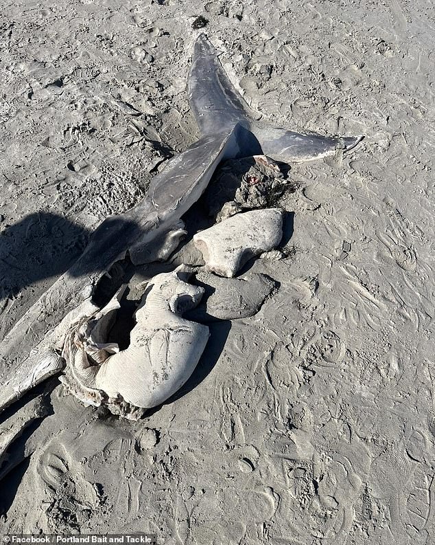 The carcass of the great white shark was found in October, washed up on Bridgewater Beach in Victoria, Australia.  It had been shredded, but the liver seemed to be the only part that had been eaten