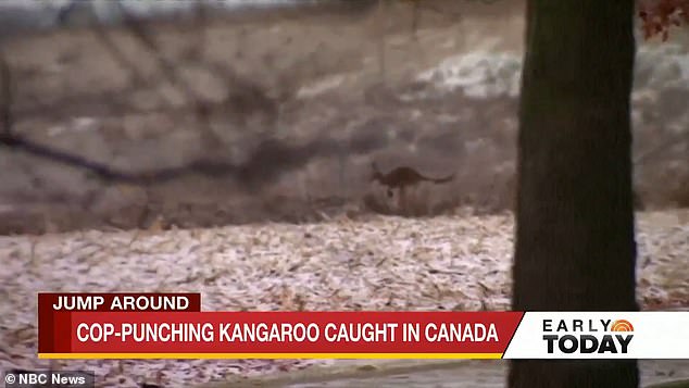 The kangaroo escaped last Thursday during a rest break at the Oshawa Zoo and Fun Farm in Ontario, where she jumped on the heads of her handlers and ran away