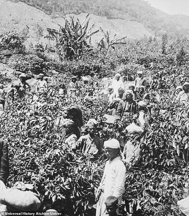 Indian villagers are seen picking tea on a plantation in India in 1900.  By this time, British imports of tea from India far outweighed shipments from China