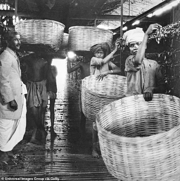 Tea pickers are seen working in a warehouse in India as their manager looks on