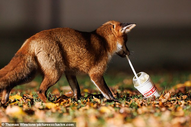 Incredible footage shows the unsuspecting animal excitedly discovering the discarded leftovers