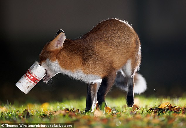 The animal devours the straw before picking up the cup and the remains with its sharp teeth