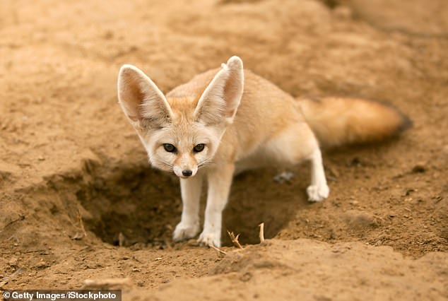 Fennec foxes are native to the deserts of North Africa and require constant hot temperatures and an abundance of sand and dirt for digging (stock image)