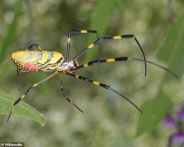 The researchers hope their estimates - based on captured spiders and climate comparisons with regions of North America and the natural habitats of Juru in Japan, China, Korea and Taiwan - will spur action to protect native spider species.