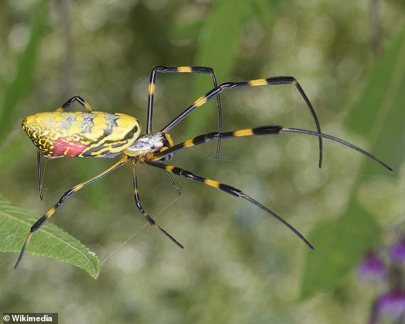 Guru spiders typically have a one-year life cycle and are an invasive species native to Japan
