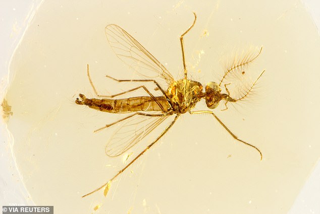 The researchers said they suspect that ancient mosquito mouthparts adapted for obtaining blood meals were originally used to puncture plants to obtain nutrient fluids, and in some they evolved again.  