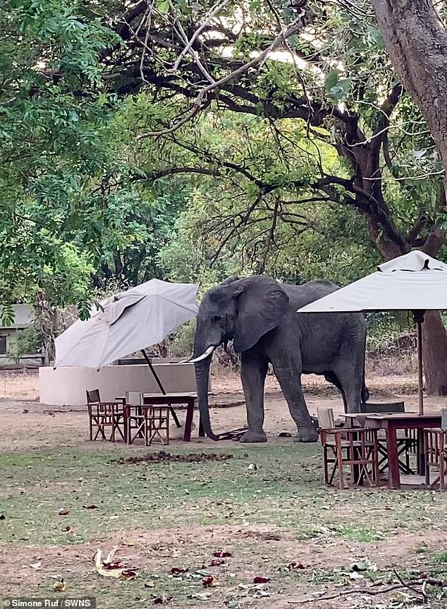 But it seems the male elephant wasn't very pleased with the service provided, as he soon marched back into the wild - but not before breaking one of the spokes of the parasol on his quick exit.