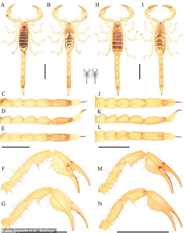 The team argues that these species should 