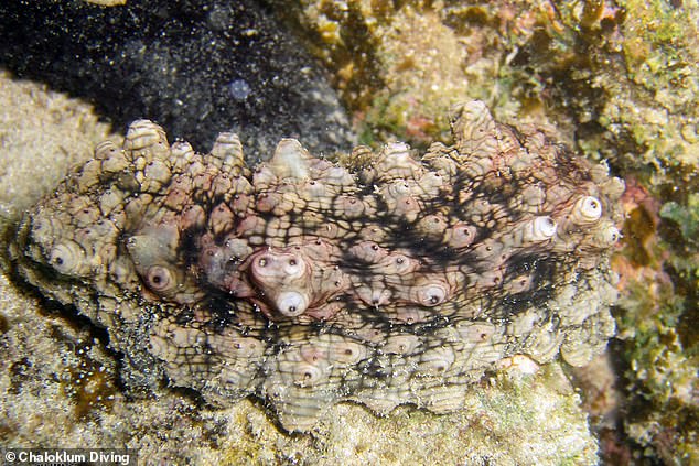 Stycopos cf.  Horrens is one of more than 1,700 species of sea cucumbers.  Scientists are just beginning to delve into animal potential for human health