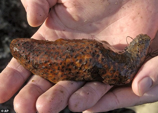 Some sea cucumbers, like this one seized by authorities at the U.S.-Mexico border, are smuggled in and sold for their culinary uses and supposed health properties.