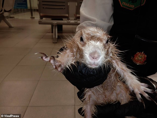 Shocked staff then searched the smuggler and to their surprise they found two Asian small-clawed otters and a prairie dog that he had stuffed into his designer boxer shorts after buying them at a market in Bangkok.