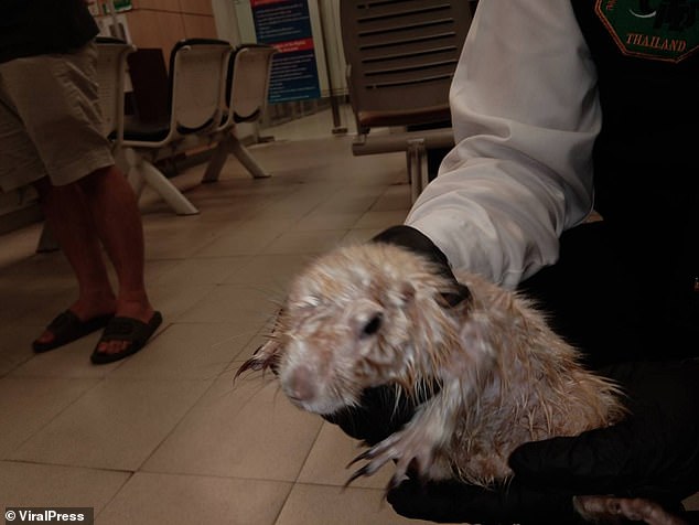 Airport staff were shocked to find a prairie dog (pictured) in the man's pants