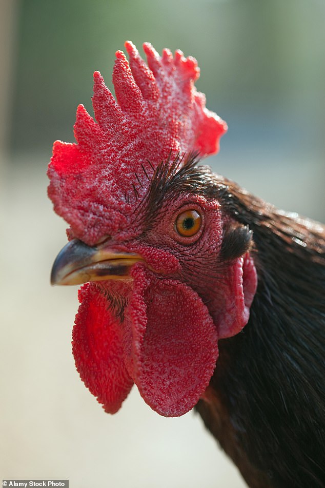 Mr Ormond has started a protest petition that has already received hundreds of signatures from supporters calling on the council to withdraw the threat to his birds (stock photo)