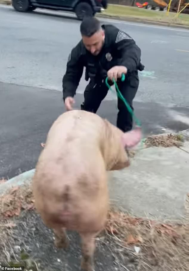 The pig perfectly executed his plan to escape from the local pig farm in Deptford Township on Tuesday, but soon had officers chasing him