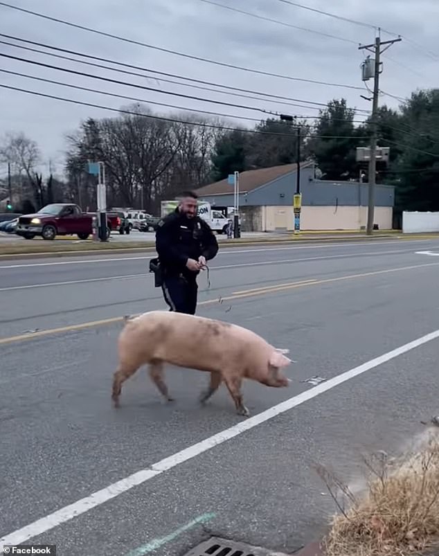 Video of the chase shows the four-year-old pig squealing and running away whenever the police officer comes close, while the filming officer laughs