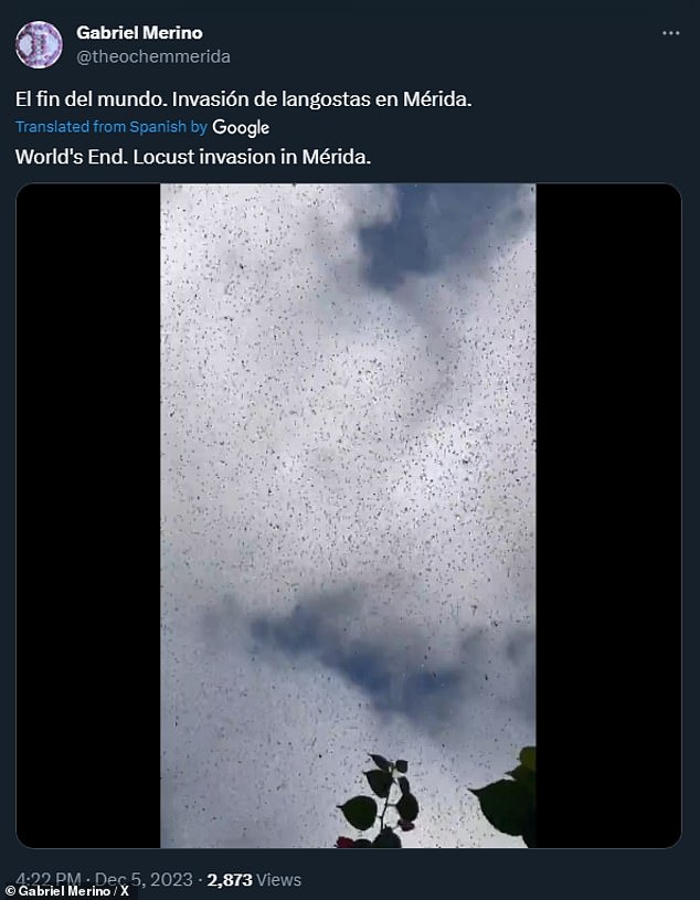 A video of the swarms was posted Tuesday afternoon on Facebook by resident Gonzalez Jose and local theoretical chemist, Professor Gabriel Merino (whose Twitter post or X appears above).  Merino runs the Merino Laboratory at the Centro de Investigación y de Estudios Avanzados Unidad Mérida