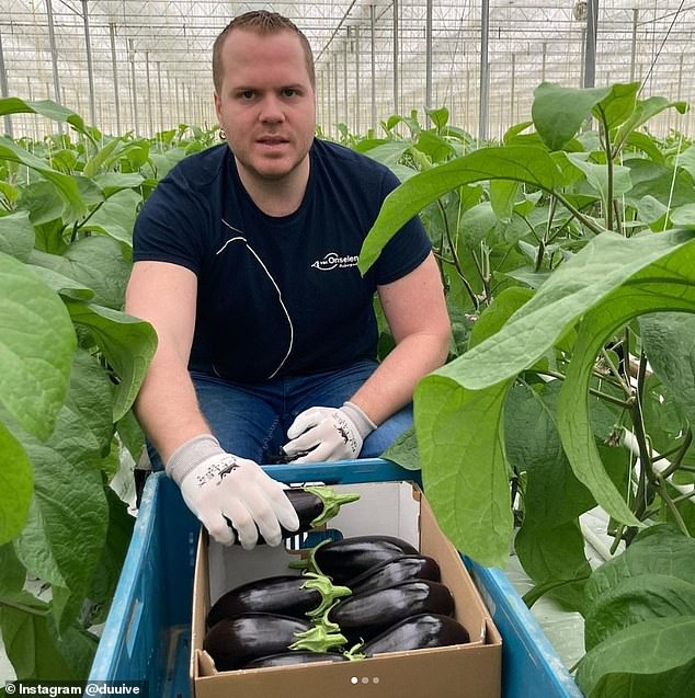 Dirk van Duijvenbode (photo) has been working on an eggplant nursery since he was fifteen