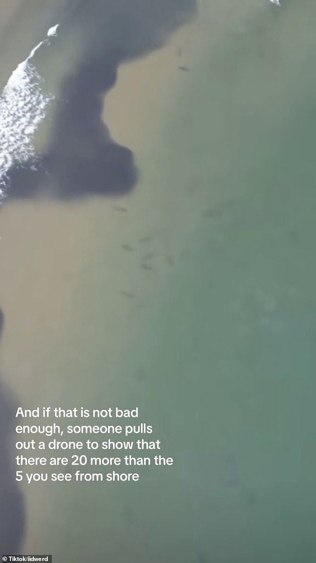 Drone footage shows the extent of shark numbers in Agnes's waters