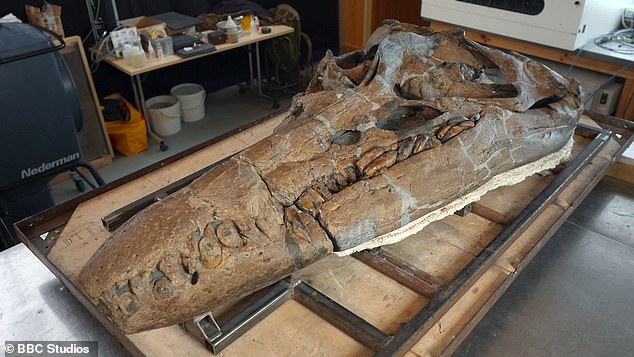 The ancient pliosaur was... 