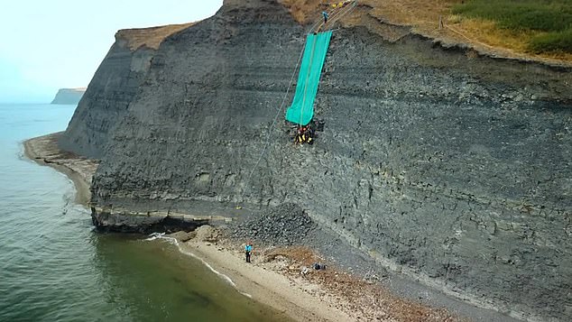 The exciting discovery was made when fossil enthusiast Phil Jacobs was walking along the rocky shores of Kimmeridge Bay last year when one morning he discovered the jaw of a giant pliosaur.