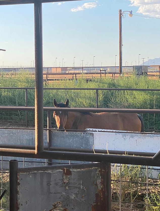 Corona was being held in a corral in Presidio, more than 100 miles northwest of her home