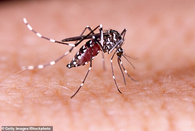 Asian tiger mosquitoes (pictured), which spread dengue, Zika and chikungunya, could become established in Britain by mid-century