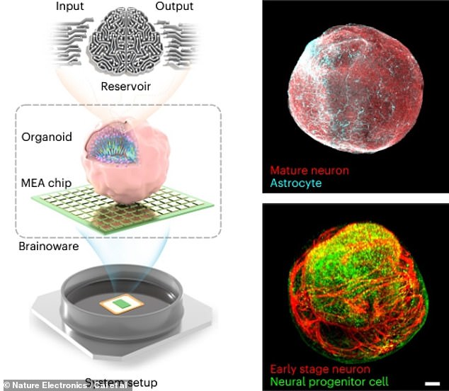 The Brainoware computer setup (left) consists of a cortical organoid located atop a microelectrode array.  The organoids used in Brainoware contain multiple types of brain cells, including mature neurons and astrocytes (top right), and early-stage neurons and neuronal progenitor cells (bottom right).
