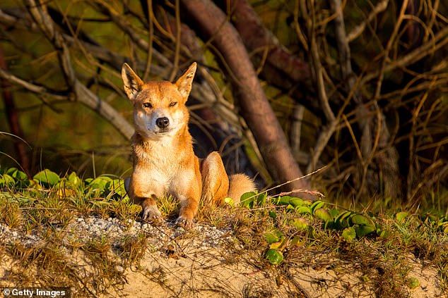 A five-year-old girl was bitten on the thigh after running away from a dingo near Wathumba beach on Queensland's Sand Island at around 3pm on Sunday (file photo)