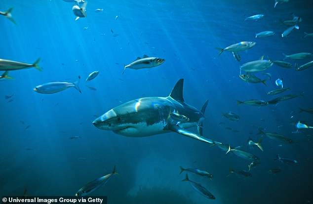 The breed of the shark that attacked Mariotti is not yet known (great white shark pictured)