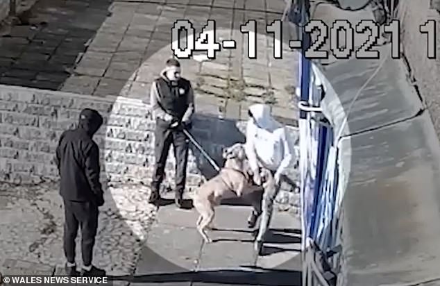 The videos come as the UK government prepares to ban XL Bullys following a series of deadly attacks, including this one on Jack Lis in 2021 in Wales