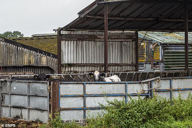 Mr Farwell had suspected for some time that his cows were being 'troubled' as a number of suspicious incidents had previously occurred