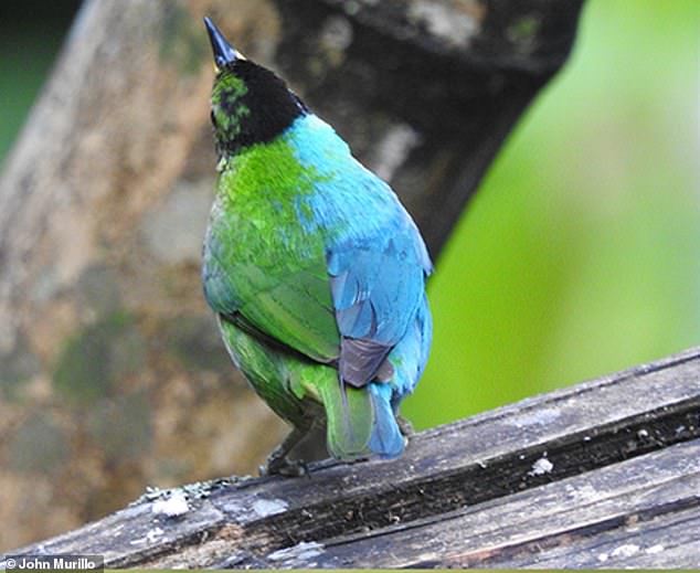 Scientists suspect that this bird could be a young male, due to the patchy pattern of its head feathers.  But it was observed for about two years, long enough for the bird to grow into adulthood