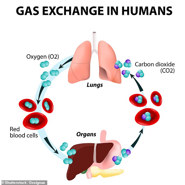 When we inhale, air enters the lungs, oxygen from this air moves into the blood, while carbon dioxide, a waste gas, moves from the blood to the lungs and is excreted