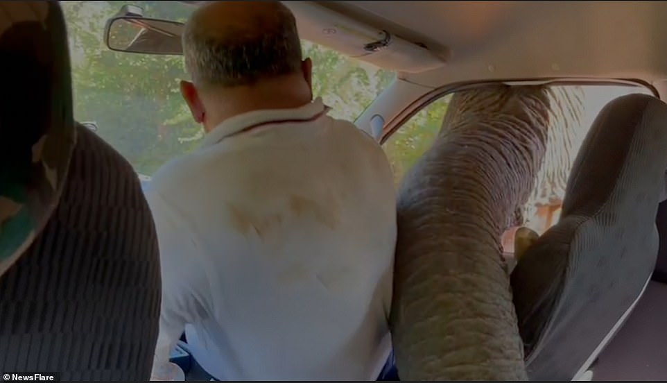 The driver desperately tries to reverse the car away from Nitra, but she uses her fang to smash through the van's window before using her trunk to search the inside of the vehicle for food.