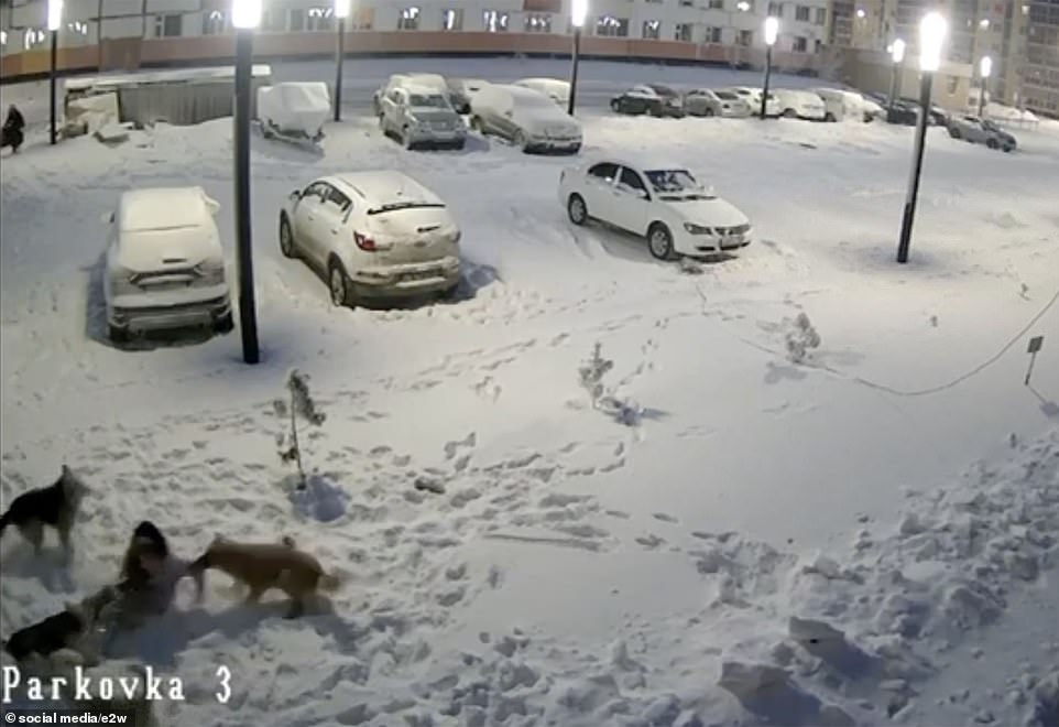 The schoolgirl (seen below left) tried to make friends with the freezing animals in the snow, but they suddenly attacked her in the north of Novy Urengoy