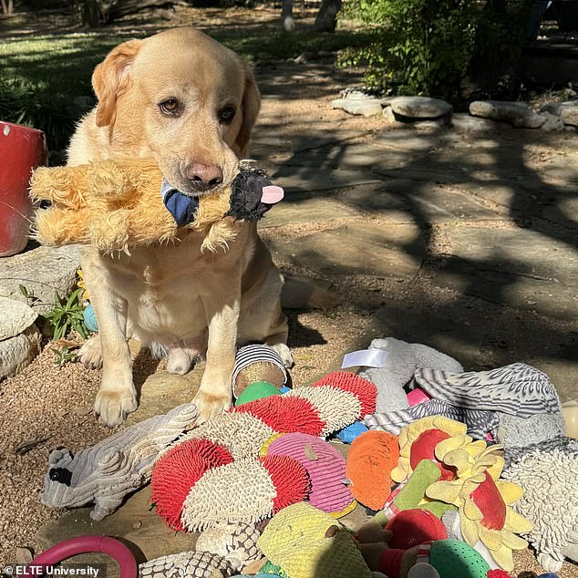 You might think that talented dog owners would have a professional background in dog training.  However, the researchers found no link between the owner's level of experience and the dogs' ability to remember names.  Pictured: Auggie