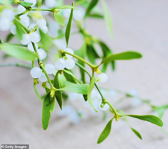 Mistletoe berries are very toxic to cats, so be sure to keep them out of reach of any curious pets this holiday season