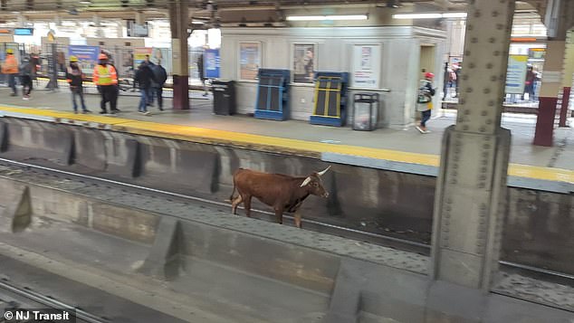 It is unclear how the brutal bull found its way to the train station, but police have still not been able to arrest him