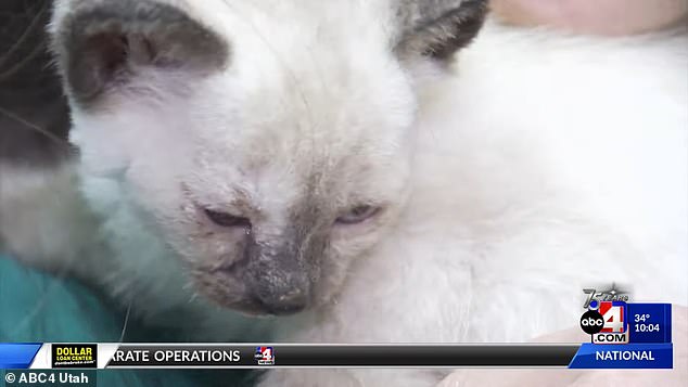 The kitten was taken to Angel Paws Veterinary Services and named Athena by medical staff.  She weighed just over a pound and tested positive for amphetamine and meth