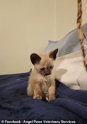 The clinic posted an update video on Facebook showing the kitten hitting a soft toy