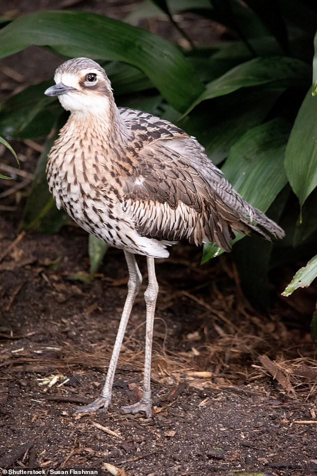 The woman says she can hardly leave the house because of the curlew across the street