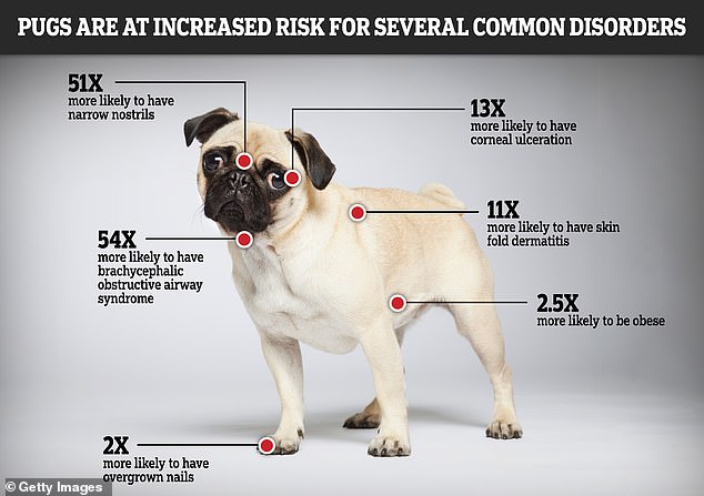 The characteristics of flat-faced dogs did not evolve naturally, but are instead the result of selective breeding.  This facial structure puts them at high risk for a range of health problems, including skinfold dermatitis, breathing and eye problems