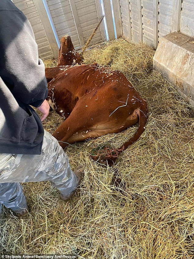 After causing chaos on Thursday, the bull was captured by police and sent to his new home, Skylands Animal Sanctuary and Rescue in Wantage, New Jersey.