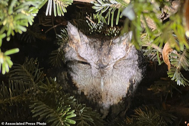 He sent photos to White, who said she was glad he was there to interact with the animal.  Hayes said he safely released the owl into the family's backyard