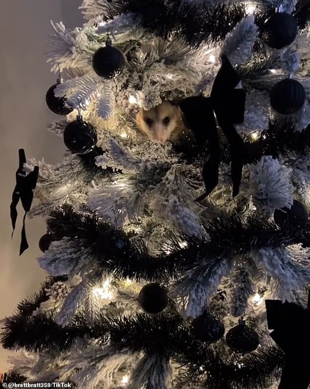 A woman was left in shock after finding a possum in her Christmas tree while decorating