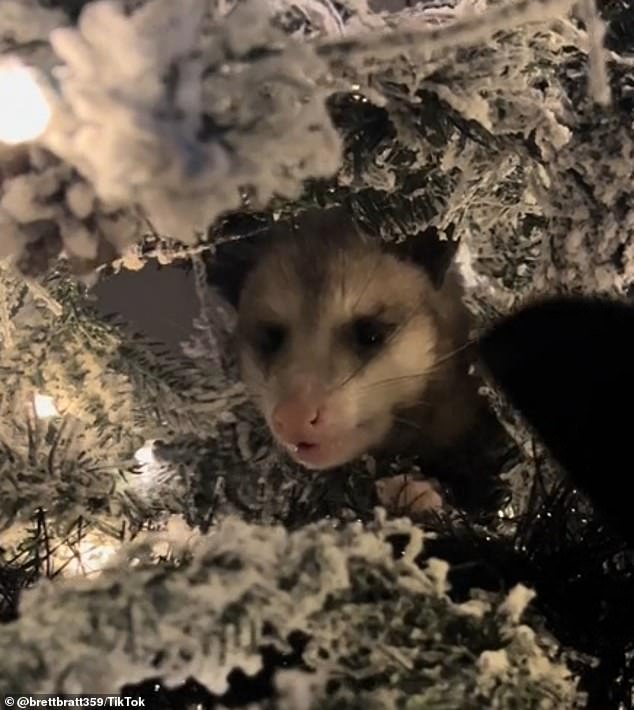 Most recently, the Texas-based animal lover took to the video sharing platform to reveal she got a 'furry' surprise after setting up her fake snow tree